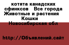 котята канадских сфинксов - Все города Животные и растения » Кошки   . Новосибирская обл.